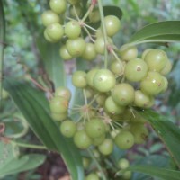 Smilax zeylanica L.